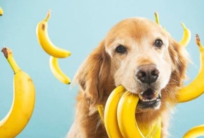 Can Dogs Eat Bananas? A Complete Guide for Pet Owners